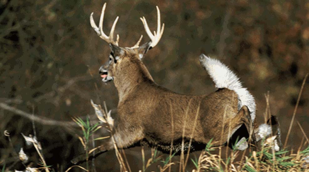 Download Free 2023 Deer Rut Calendar at Boondock Gear